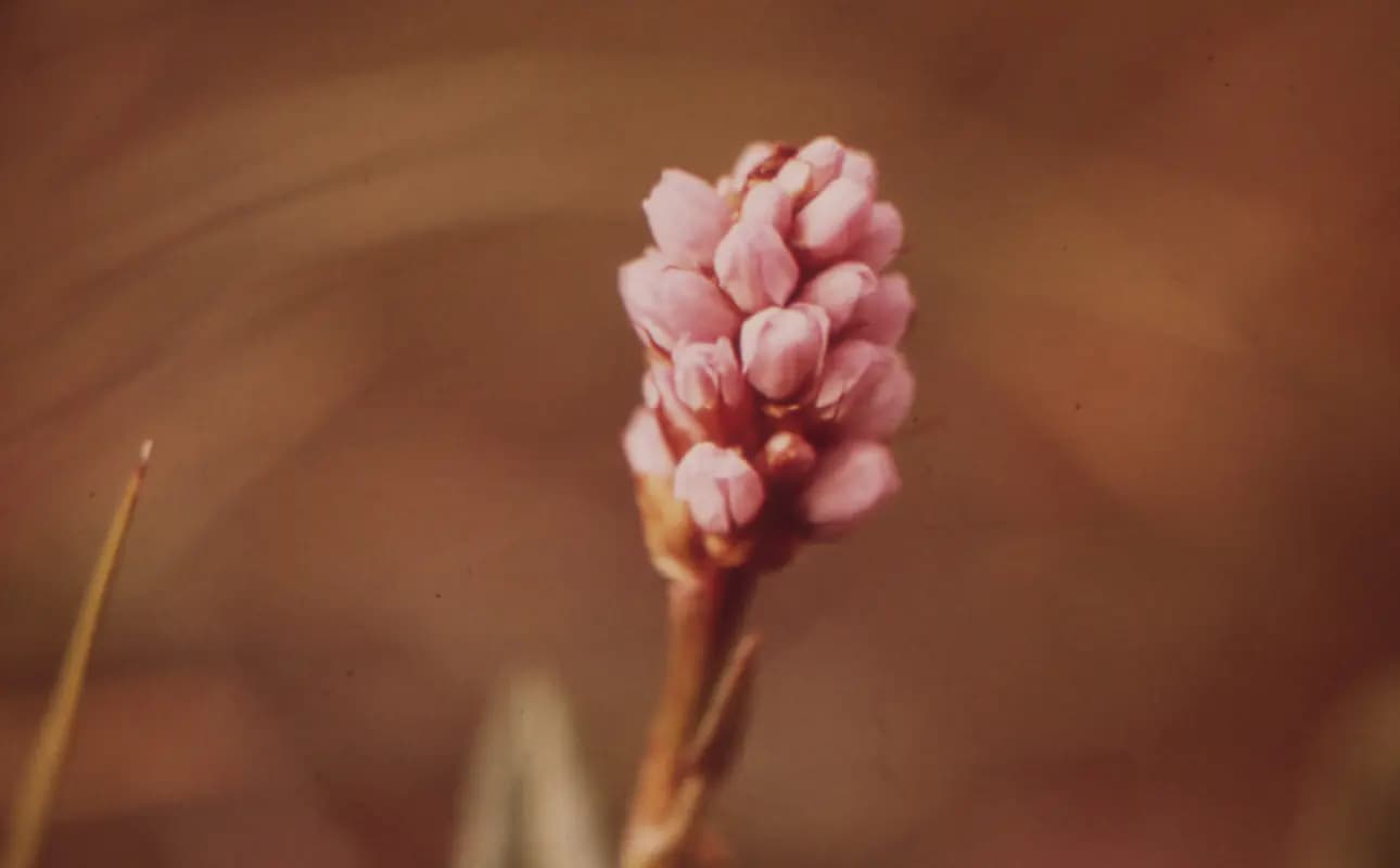 The delicate charm of bloodwort blooms
