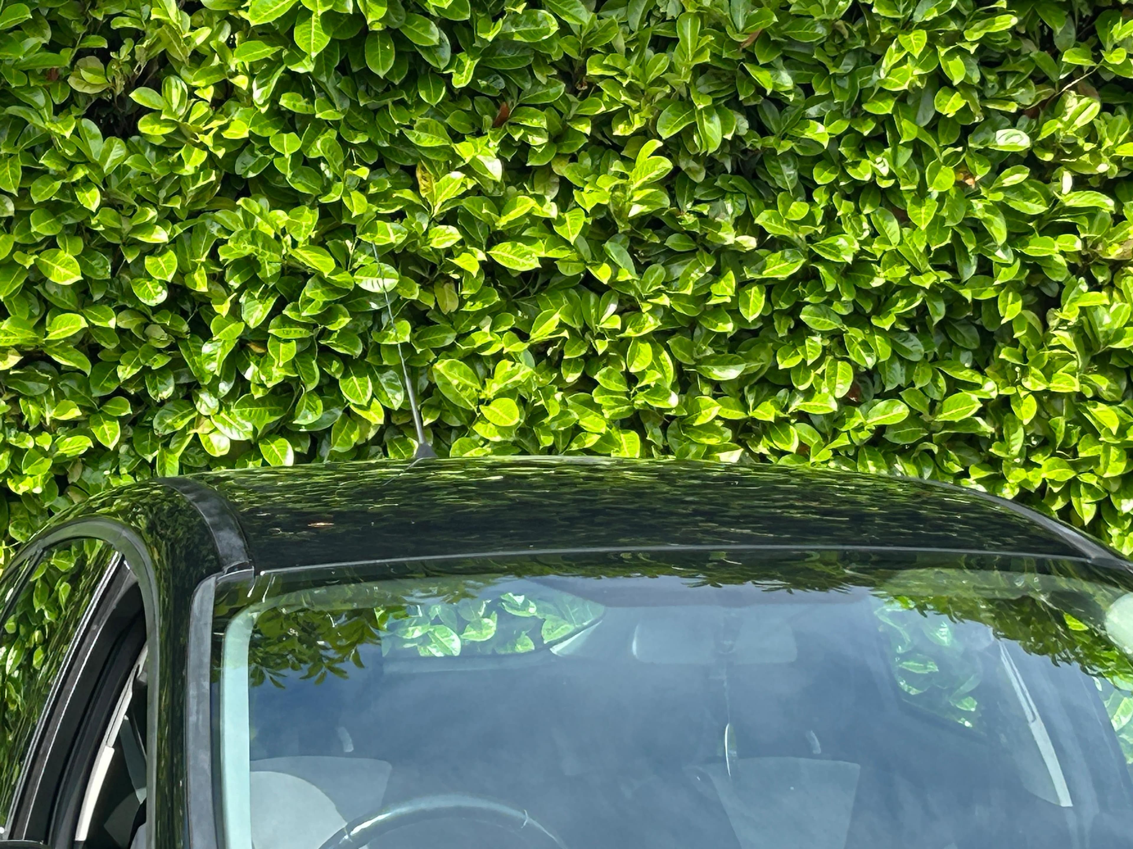 Ford Focus view 17