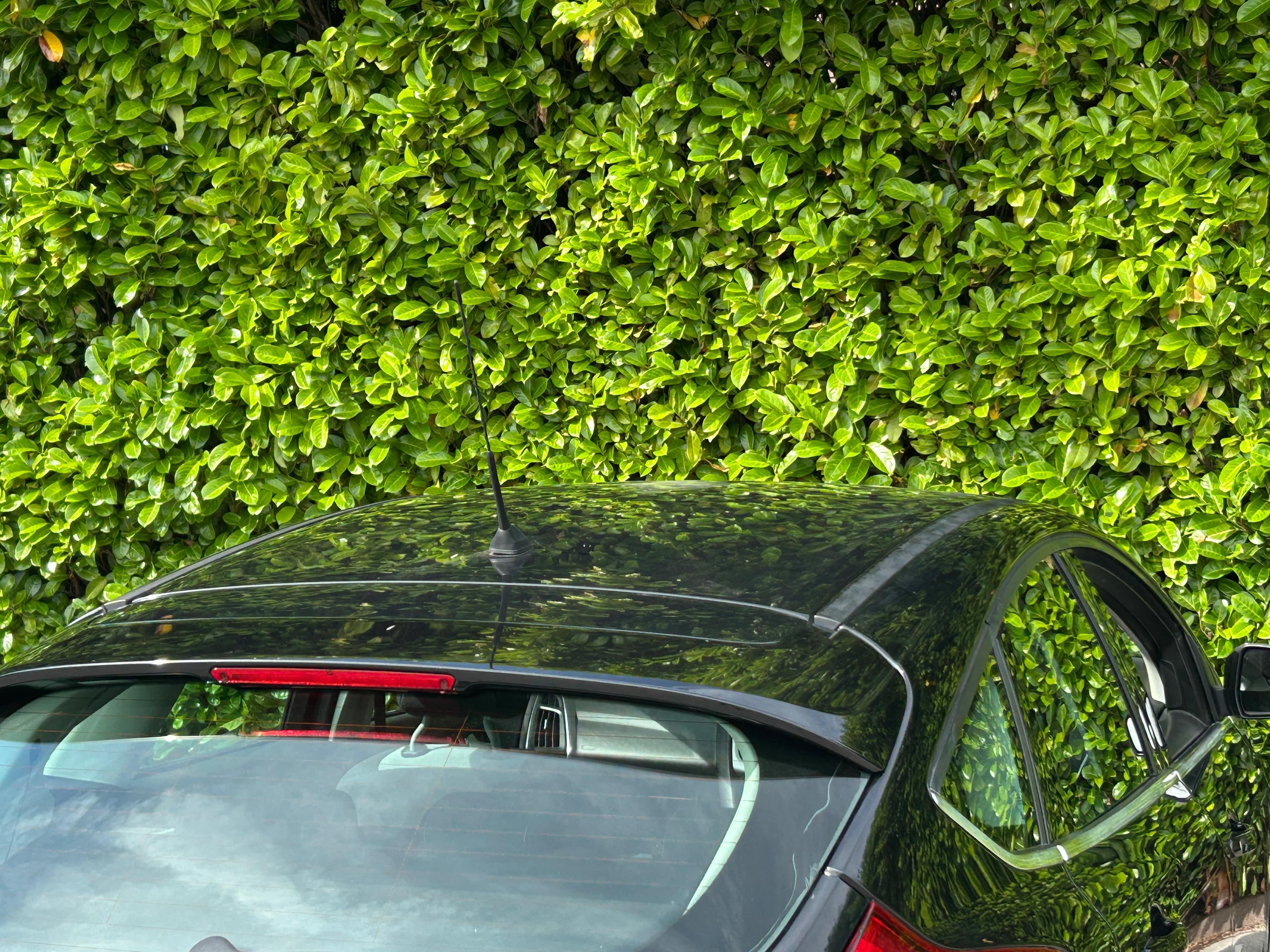 Ford Focus view 10